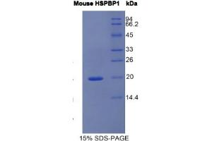 SDS-PAGE analysis of Mouse HSPBP1 Protein. (HSPBP1 Protein)
