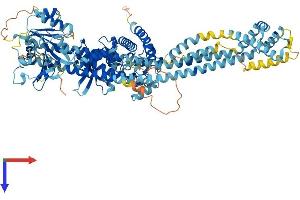 DSTYK Protein (AA 1-929) (His tag)