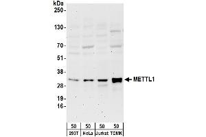 anti-Methyltransferase Like 1 (METTL1) (AA 175-225) antibody