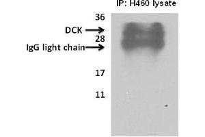 Deoxycytidine kinase(DCK) immunoprecipitated from H460cells with 7. (DCK Antikörper  (C-Term))
