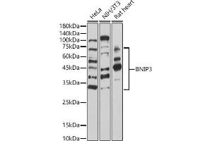 BNIP3 Antikörper  (AA 1-164)