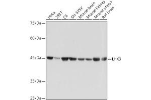 Western blot analysis of extracts of various cell lines, using LHX3 Rabbit mAb (ABIN7268262) at 1:1000 dilution. (LHX3 Antikörper)