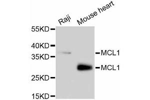 Western blot analysis of extracts of various cell lines, using MCL1 antibody (ABIN5997051). (MCL-1 Antikörper)