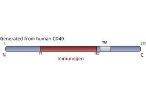 Image no. 3 for anti-CD40 (CD40) (AA 71-187) antibody (ABIN968495) (CD40 Antikörper  (AA 71-187))
