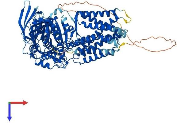 ERMP1 Protein (AA 1-904) (His tag)
