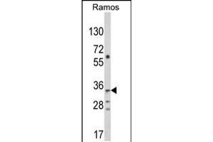 Western blot analysis of C10orf27 Antibody in Ramos cell line lysates (35ug/lane)