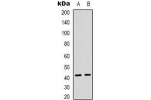 Western blot analysis of TBX10 expression in Jurkat (A), HT29 (B) whole cell lysates.