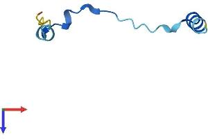 TMSB4X Protein (AA 1-50) (Fc Tag)