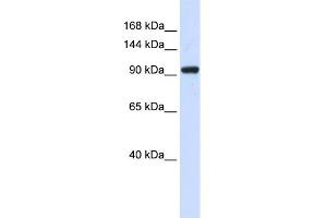 WB Suggested Anti-ZNF452 Antibody Titration:  0. (SCAND3 Antikörper  (N-Term))