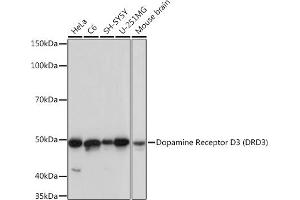 Western blot analysis of extracts of various cell lines, using Dopamine Receptor D3 (DRD3) (DRD3) Rabbit mAb (ABIN7266834) at 1:1000 dilution. (DRD3 Antikörper)