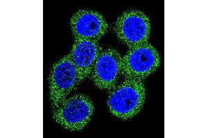 Immunofluorescence (IF) image for anti-ATP-Binding Cassette, Sub-Family G (WHITE), Member 1 (ABCG1) (AA 168-195), (N-Term) antibody (ABIN390432)