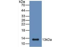 Detection of Recombinant S100A6, Mouse using Monoclonal Antibody to S100 Calcium Binding Protein A6 (S100A6) (S100A6 Antikörper  (AA 1-89))