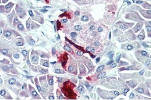 IHC-P analysis of Human Pancreas Tissue. (PPY Antikörper  (AA 31-97))