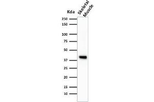 Western Blot Analysis of Skeletal muscle tissue lysate using Muscle Specific Actin Mouse Monoclonal Antibody (HHF35). (ACTA1/ACTA2A/ACTG2 Antikörper)