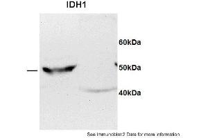 Sample type: 1. (IDH1 Antikörper  (C-Term))