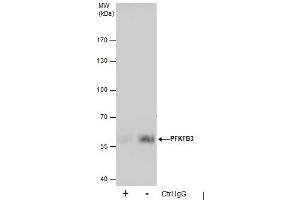 IP Image Immunoprecipitation of PFKFB3 protein from A431 whole cell extracts using 5 μg of PFKFB3 antibody [C3], C-term, Western blot analysis was performed using PFKFB3 antibody [C3], C-term, EasyBlot anti-Rabbit IgG  was used as a secondary reagent. (PFKFB3 Antikörper  (C-Term))
