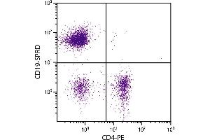 C57BL/6 mouse splenocytes were stained with Rat Anti-Mouse CD19-SPRD. (CD19 Antikörper  (PE-Cy5.5))