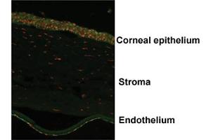 Immunofluorescent staining of human corneal endothelium with OVOL2 polyclonal antibody . (OVOL2 Antikörper  (AA 2-51))