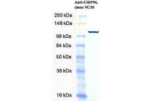 Western Blot analysis of Human HeLa cell lysates showing detection of GRP94 protein using Rat Anti-GRP94 Monoclonal Antibody, Clone 9G10 .