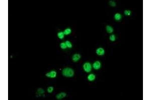 Anti-HES1 mouse monoclonal antibody (ABIN2455356) immunofluorescent staining of COS7 cells transiently transfected by pCMV6-ENTRY HES1 (RC211709). (HES1 Antikörper)