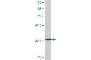 Western Blot detection against Immunogen (34. (Claudin 16 Antikörper  (AA 1-73))