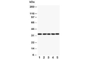 Western blot testing of E2F6 antibody and Lane 1:  HeLa (E2F6 Antikörper  (Middle Region))