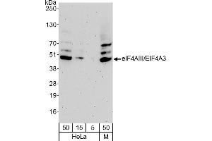 Western Blotting (WB) image for anti-eIF4AIII/EIF4A3 (AA 125-175) antibody (ABIN7453697) (eIF4AIII/EIF4A3 (AA 125-175) Antikörper)