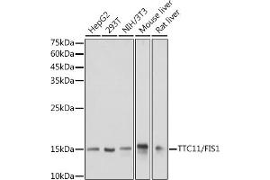 Western blot analysis of extracts of various cell lines, using TTC11/FIS1 antibody (ABIN7267209) at 1:1000 dilution. (Fission 1 Antikörper)