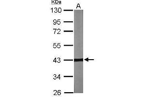 WB Image Sample (30 ug of whole cell lysate) A: NIH-3T3 10% SDS PAGE antibody diluted at 1:2000 (TBCC Antikörper)