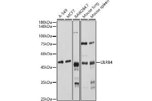 Western blot analysis of extracts of various cell lines, using LILRB4 antibody (ABIN6131872, ABIN6143221, ABIN6143222 and ABIN6222869) at 1:1000 dilution. (LILRB4 Antikörper  (AA 22-259))