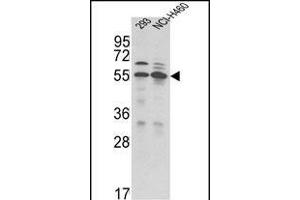Western blot analysis of TRSS2 Antibody (N-term) (ABIN391563 and ABIN2841502) in 293, NCI- cell line lysates (35 μg/lane). (TMPRSS2 Antikörper  (N-Term))