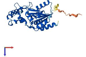 PHOSPHO1 Protein (AA 1-267) (His tag)