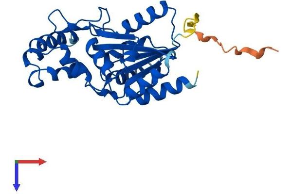 PHOSPHO1 Protein (AA 1-267) (His tag)
