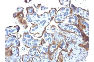 Formalin-fixed, paraffin-embedded human Placenta stained with TIMP2 Mouse Monoclonal Antibody (3A4) (TIMP2 Antikörper  (N-Term))