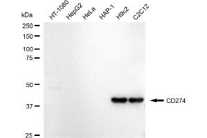 Western blotting analysis using CD274 antibody (ABIN7797961).