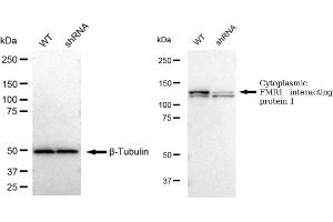 Western blotting analysis using Cytoplasmic FMR1 interacting protein 1 antibody (ABIN7798264). (Rekombinanter CYFIP1 Antikörper)