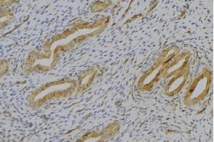 ABIN6276903 at 1/100 staining Human uterus tissue by IHC-P. (Thrombopoietin Antikörper  (Internal Region))