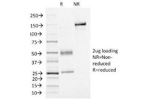 SDS-PAGE Analysis of Purified, BSA-Free FOXA1 Antibody (clone FOXA1/1515). (FOXA1 Antikörper  (AA 372-472))
