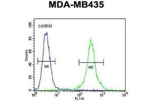 CCR8 Antibody (C-term) flow cytometric analysis of MDA-MB435 cells (right histogram) compared to a negative control cell (left histogram).