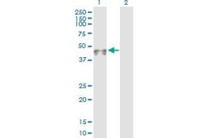 Western Blot analysis of PVRL3 expression in transfected 293T cell line by PVRL3 MaxPab polyclonal antibody. (nectin-3 Antikörper  (AA 1-366))