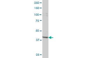 PBK monoclonal antibody (M04), clone 3F7 Western Blot analysis of PBK expression in HeLa . (PBK Antikörper  (AA 1-322))