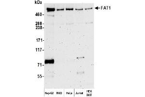 anti-FAT Tumor Suppressor Homolog 1 (FAT1) (AA 4450-4500) antibody