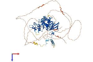 DYRK1A Protein (AA 1-763) (His tag)