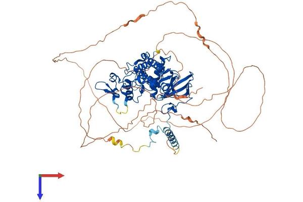 DYRK1A Protein (AA 1-763) (His tag)