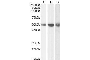 ABIN190911 (0. (TRAF2 Antikörper  (C-Term))