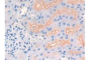 Detection of CD10 in Rat Kidney Tissue using Polyclonal Antibody to Neprilysin (CD10) (MME Antikörper  (AA 286-428))