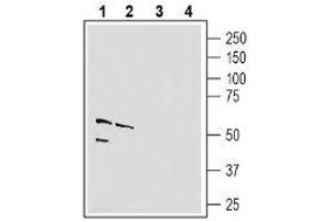 Western blot analysis of mouse brain membranes (lanes 1 and 3) and rat lung lysate (lanes 2 and 4): - 1-2.