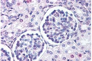 Anti-WNT9B antibody  ABIN1049490 IHC staining of human fetal kidney.