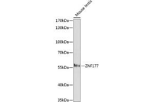 Western blot analysis of extracts of mouse testis, using ZNF177 antibody (ABIN7271461) at 1:1000 dilution. (ZNF177 Antikörper  (AA 50-110))