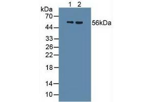 Figure. (Uromodulin Antikörper  (AA 334-589))